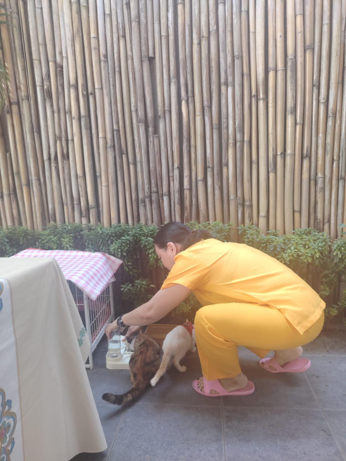 Care for pet