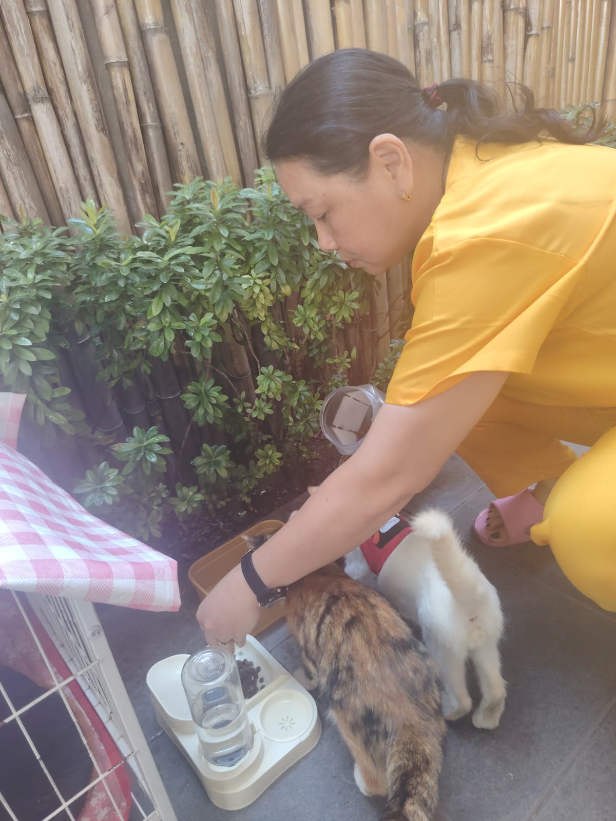 care for pet